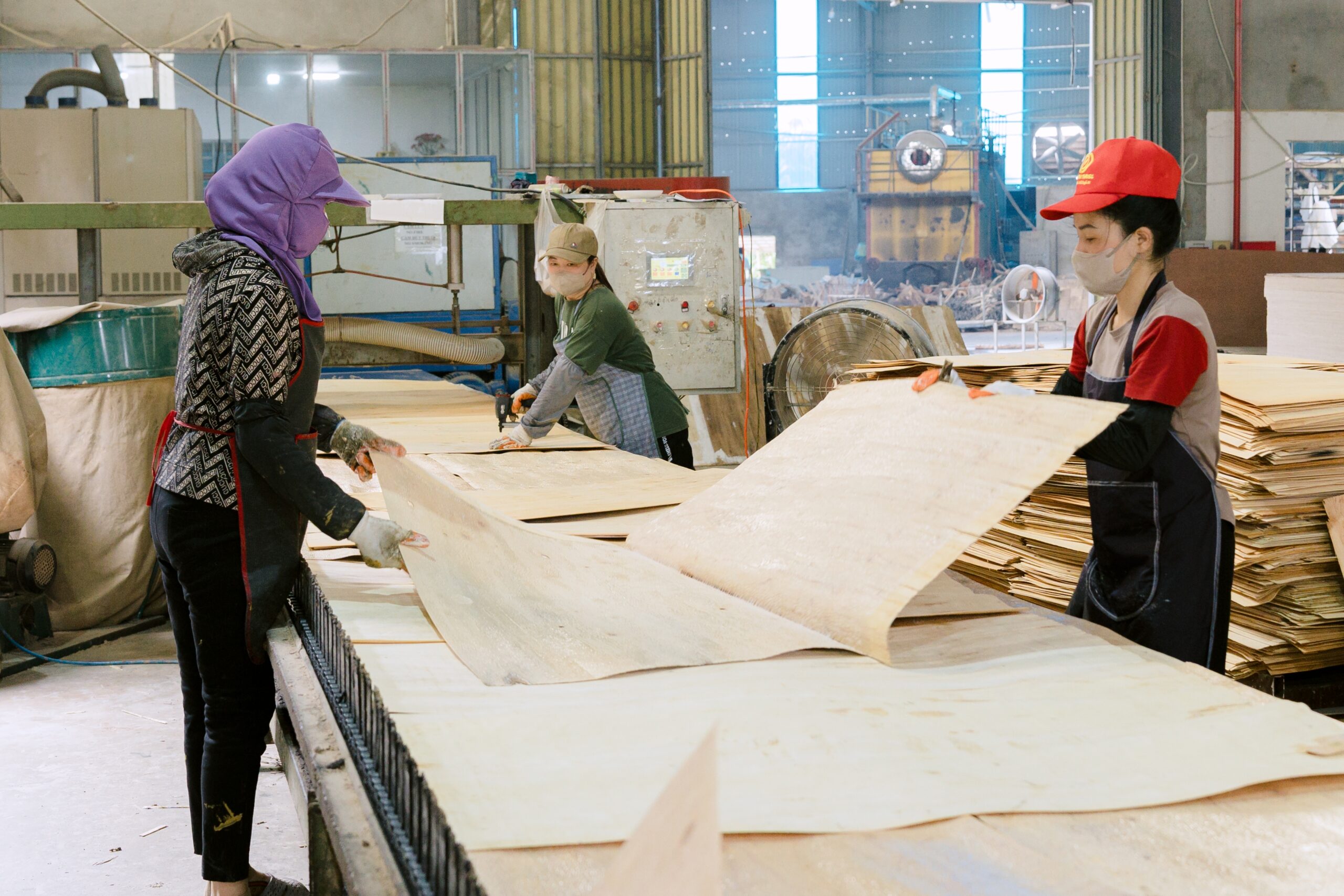 Workers hand-laying birch face veneer over poplar core layers during combi core plywood production at Kosmex